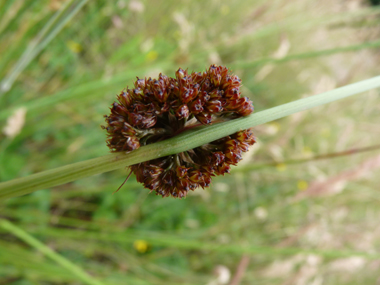 Nombreuses fleurs brunes, sessiles, groupées en une boule présente dans le tiers supérieur de la tige. Agrandir dans une nouvelle fenêtre (ou onglet)